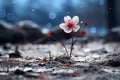 a single red flower is growing out of the ground Royalty Free Stock Photo