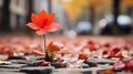 a single red flower growing out of the ground on a cobblestone street Royalty Free Stock Photo