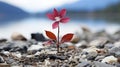 a single red flower growing out of the ground near a lake Royalty Free Stock Photo