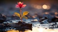 a single red flower is growing out of the mud Royalty Free Stock Photo