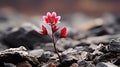 a single red flower growing out of a pile of rocks Royalty Free Stock Photo