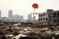 a single red flower growing out of a pile of rubble Royalty Free Stock Photo