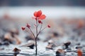 a single red flower is growing out of the water Royalty Free Stock Photo