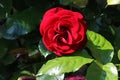 Single red flower head on rose in a garden Royalty Free Stock Photo