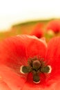 Single red flower in macro top view Royalty Free Stock Photo