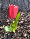 A Single Red Flower Nesting with Mother Tree Royalty Free Stock Photo