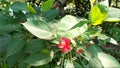 A single red flower of Peregrina (Jatropha integerrima) in the Mangrove garden.