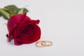 Single red flower rose lay on white background with copy space