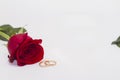 Single red flower rose on white background with golden rings near. Royalty Free Stock Photo