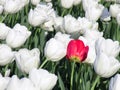 A Single Red Flower Standing Out in a Field Full of White Tulips Royalty Free Stock Photo