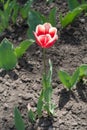 Single red flower of tulip with white edge of petal Royalty Free Stock Photo