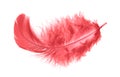 Single red fluffy bird feather isolated on white background. Royalty Free Stock Photo