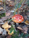 Single red fly agaric in the dry yellow fallen foliage in the autumn forest. soft focus Royalty Free Stock Photo