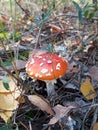 Single red fly agaric in the dry yellow fallen foliage in the autumn forest. soft focus Royalty Free Stock Photo