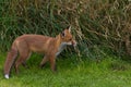 Single Red Fox (Vulpes vulpes Canidae)