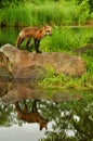 Single Red Fox and water reflection. Royalty Free Stock Photo