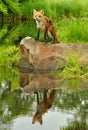 Single Red Fox and water reflection. Royalty Free Stock Photo