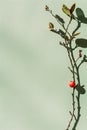 Single red fruit on a minimalist plant branch against a pastel background