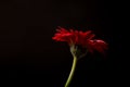 A single Red Gerber Daisy on black background Royalty Free Stock Photo