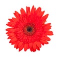 Single red gerbera flower Royalty Free Stock Photo