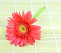 Single red gerbera flower Royalty Free Stock Photo