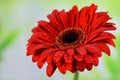 Single red gerbera flower on the green spring background closeup, macro. Nice gift for any holiday. Springtime, gardening concept Royalty Free Stock Photo