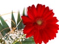 Beautiful red gerbera flower on white background Royalty Free Stock Photo
