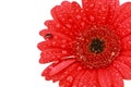 Single red gerbera flower with ladybird Royalty Free Stock Photo