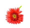 Single red gerbera flower Royalty Free Stock Photo
