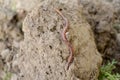 Single red-gray earthworm on the brown clay surface Royalty Free Stock Photo
