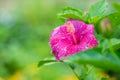 Single red hibiscus flowe Royalty Free Stock Photo