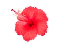 Single red hibiscus flower isolated on white Royalty Free Stock Photo