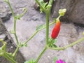 A single red and hot chillie on branch of chillie tree. Royalty Free Stock Photo