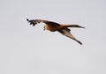 A single red kite hunting on a dull grey day Royalty Free Stock Photo