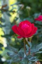 Single Red Knockout Rose