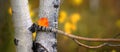 Single red leaf on Aspen Birch tree white trunk texture in fall autumn Royalty Free Stock Photo