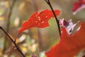 A single red leaf blowing in the autumn wind Royalty Free Stock Photo