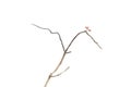 Single red leaf on dry branch isolated on white Royalty Free Stock Photo