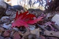 A single red leaf fallen to the ground