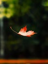 A single red leaf floating in the air over a park bench Royalty Free Stock Photo
