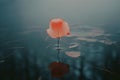 a single red leaf floating in the water Royalty Free Stock Photo