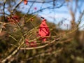 A single red leaf left on the tree branch Royalty Free Stock Photo