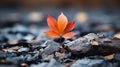 a single red leaf sits on top of a pile of rocks