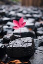 a single red leaf sits on top of some rocks