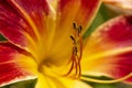 Single Red Lily Flower Closeup With Yellow Center