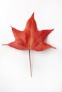 Single Red Liquidambar Tree Leaf