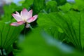 Single red lotus flower with green leaves