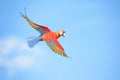 single red macaw in mid-flight, clear blue sky backdrop Royalty Free Stock Photo