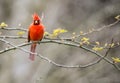 A red male Cardinal sits on a branch.