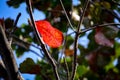 Single red mangrove leave against sunlight